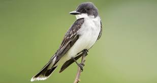 Black Bird With White Tail Tip Image Result For Kingbird Flycatcher Red Tailed Hawk Backyard Birds Flying Insects