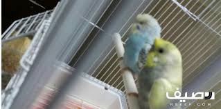 جوز بادجي ذكر هاف كرست النثى عادي Parrot Animals