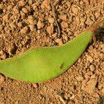 Image result for Adenodolichos