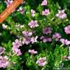 Get the best deal for chalk hedging flowerings from the largest online selection at ebay.com. Https Encrypted Tbn0 Gstatic Com Images Q Tbn And9gcscxorqii6hnodyyzwucbkii9enxno5y 3ibar6fpgkvbpsg1um Usqp Cau