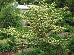 Check spelling or type a new query. Halt Golden Canker Disease In Dogwoods With Careful Pruning Chicago Tribune