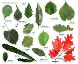 Rogers Trees And Shrubs Trees And Shrubs Pictures And