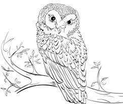 Owls are birds of prey. 35 Free Owl Coloring Pages Printable