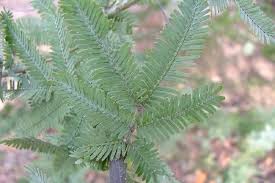 Image result for Acacia pentagona