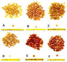 Image result for Ricinodendron