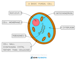 Features Of Organisms Cie Igcse Biology Revision Notes Biology Revision Igcse Biology Biology