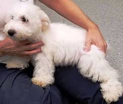 Southwest michigan is home to many amazing shelters and rescues to adopt a pet. Kalamazoo Mi Bichon Frise Meet Bambi Mary M A Pet For Adoption