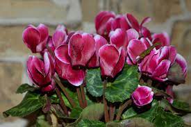 While it's flowering, your cyclamen needs close attention. How To Grow Persian Cyclamen Houseplant Cyclamen Persicum Gardening Channel