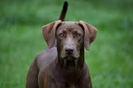 Weimaraner mix lab cross vizsla dogs labmaraner breeds labrador puppies retriever dog designer coolest created ever daily hound guide breed. Labmaraner Complete Guide Info Pictures Care More Pet Keen