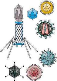 Respiratory syncytial virus (rsv) causes infections of the lungs and respiratory tract. Fakta Om Rs Virus Nettdoktor