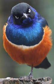 The Superb Starling Lamprotornis Superbus Is A Member Of The Starling Family Of Birds It Can Commonly Be Found In East Birds Beautiful Birds Colorful Birds