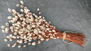 Иисус не случайно въехал в иерусалим именно на осле. Verbnoe Voskresene 2021 Data Foto Pozdravleniya Afisha Bigmir Net