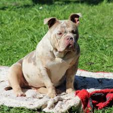 She is a rising star in the xl world and is the future champagne tri pitbull puppies and chocolate pitbull puppies producing female of our breeding program. American Pocket Bullys New Zealand Home Facebook