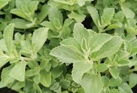 Image result for Plectranthus elegans