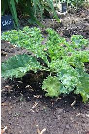 How To Easily Harvest Kale For Beginners Growing Kale Harvesting Kale Gardening For Beginners