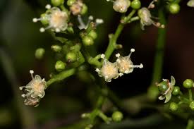 Image result for Filicium decipiens