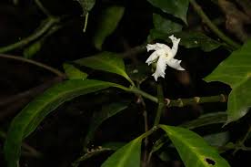 Image result for Tabernaemontana ventricosa