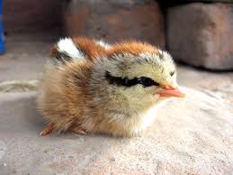 Baby Bird With Large Beak L Il Baby Bird Baby Animals Cute Animals Cute Baby Animals