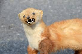 Jej rozwidlenia sięgają aż do nasady przednich łap zwierzęcia. Lasica W Europie Mala Darmowe Zdjecie Na Pixabay