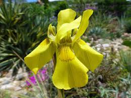 Image result for Moraea spathulata