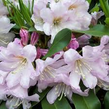 Inkarho Evergreen Rhododendron Shrubs Spring Hill Nurseries Spring Hill Nursery Pink Garden Trees To Plant