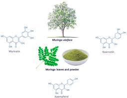Image result for Moringa oleifera