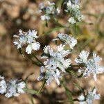 Image result for Haumaniastrum