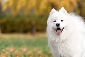 Your guide to this review today is by dog handler jarrett gilpin. Samoyed Dog Names Popular Male And Female Names Wag