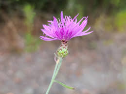 Image result for Stoebe