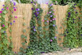 12 Idees De Brise Vue Pour Etre Tranquille Au Jardin Plante Brise Vue Brise Vue Jardin Brise Vue