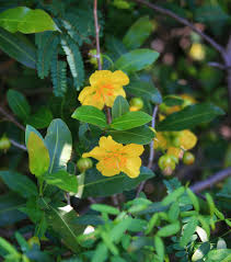 Image result for Ochna natalitia