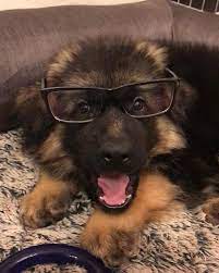 do these glasses make me look smart long coat max germanshepherd germanshepher german shepherd dogs german shepherd puppies cute german shepherd puppies