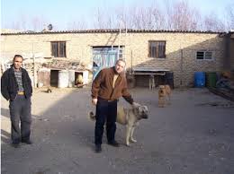 The kangal dog is not recommended for apartment life. Dog Showing Close Resemblance To Turkish Kangal Karabash Shepherd Dog Download Scientific Diagram