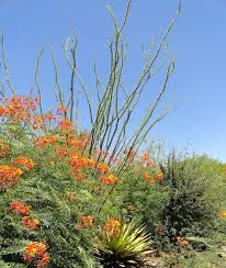 Giant Bird Of Paradise Arizona Ocotillo And Pride Of Barbados With A Yellow Green Yucca Or Agave Arizona Sonora Desert Museum Tucson Arizona July Sonora Desert Arizona Ocotillo