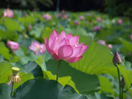 Lotus Full Life Cycle In One Shot Lotus Water Lily Lily