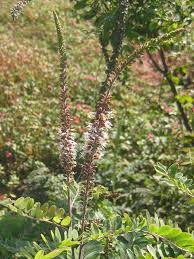 Image result for Indigofera microscypha