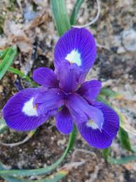 Image result for Moraea schimperi