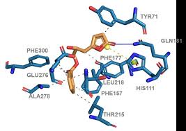 Image result for Sphaerocoryne gracilis
