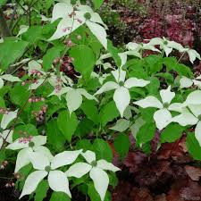 Maybe you would like to learn more about one of these? Cornus Kousa White Fountain Flowering Dogwood Tree Free Delivery
