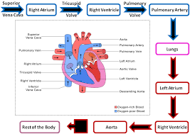 flow chart curulatory system flow chart of circulatory system