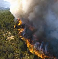 A subreddit dedicated to the chaparral, california's most extensive habitat, and the creative spirit as inspired by nature. Regrowing A Forest American Forests