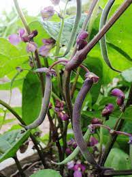 Betty boop picture created by jonobody using the free blingee photo editor for animation. Pretty Purple Podded Bush Beans Garden Betty
