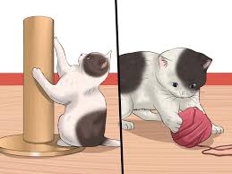 Here are some tips for working with feral kittens 3 Ways To Care For A Stray Kitten Wikihow