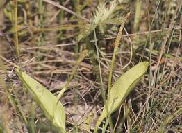 Image result for Ophioglossum gomezianum