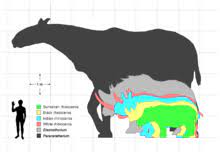 Скелет эласмотерия (elasmotherium sibiricum ). Elasmotherium Wikipedia