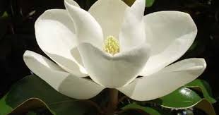 Represent The South Magnolia Flower Magnolia Blossom Beautiful Flowers