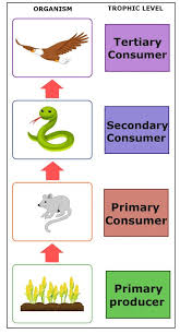We did not find results for: Food Chain How Energy Flows From Autotrophs To Heterotrophs