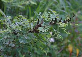 Image result for Indigofera mendonçae