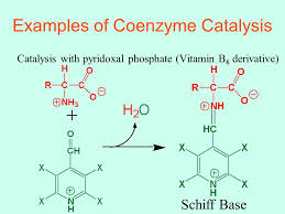 Best sellerin coq10 nutritional supplements. Cofactors And Coenzymes Ppt Download