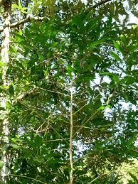 Image result for Kraussia floribunda